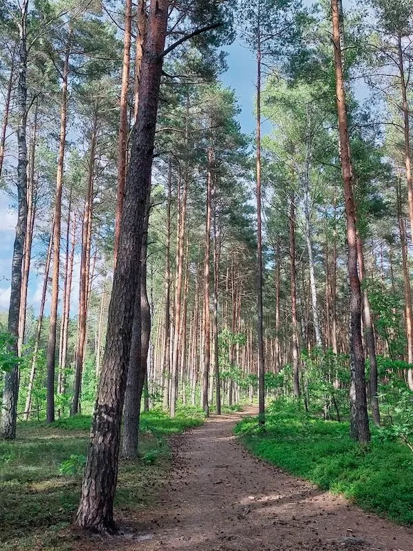 Leśna ścieżka prowadząca przez gęsty las z wysokimi drzewami iglastymi i zielonym podszyciem.